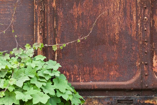 Rusted texture and green leaves