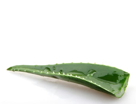 Aloe vera