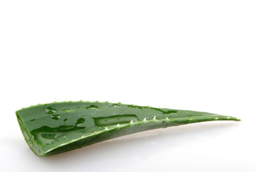Aloe vera