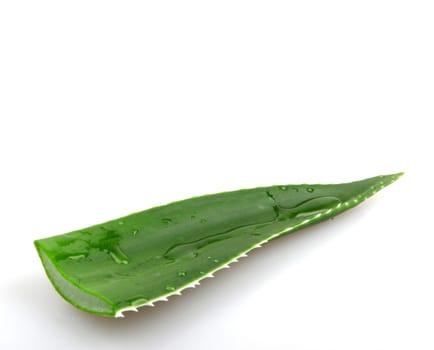 Aloe vera