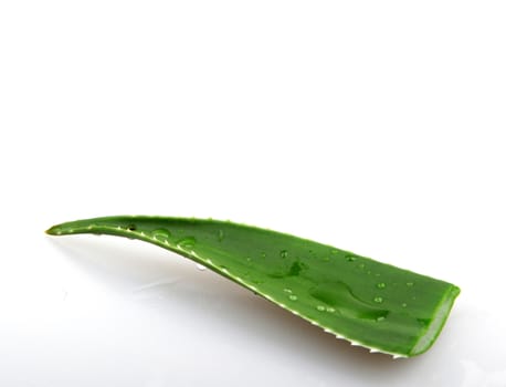 Aloe vera