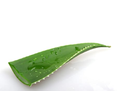 Aloe vera