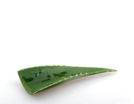 Aloe vera