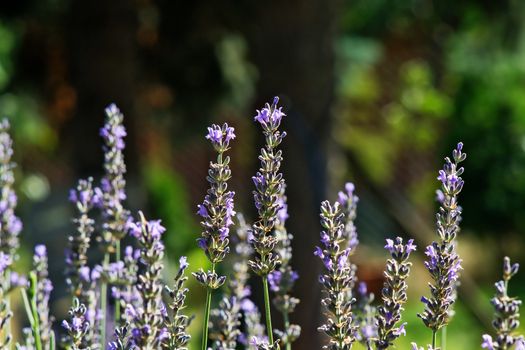 Close up of lavender in garden