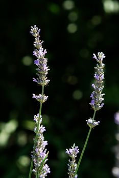 Close up of lavender in garden