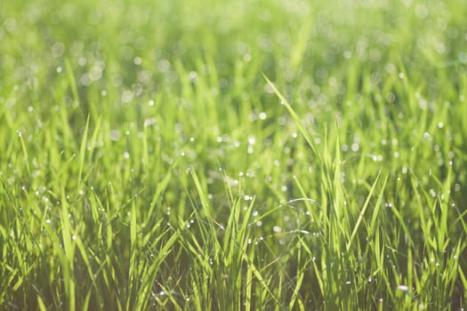 Water drops on the green grass