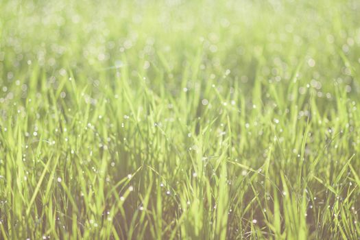 Water drops on the green grass freshness