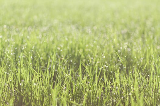 Water drops on the green grass background