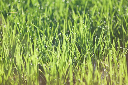 Water drops on the green grass