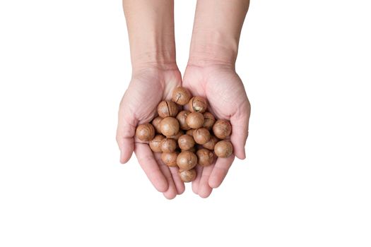 Two hands holding macadamia nuts in isolate photo.
