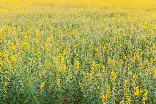 Yellow flower fields closeup farmland