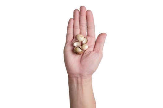 Right hands holding macadamia nuts in isolate photo.