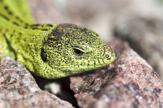 Sand lizard (Lacerta agilis) male during mating season close up