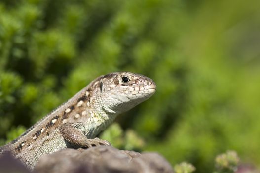 Sand lizard (Lacerta agilis) female on stone 