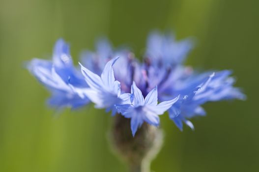 Cornflower (Centaurea cyanus) close up from unusual viewpoint on green background