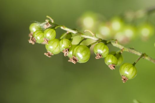 Unripe red currants on bush