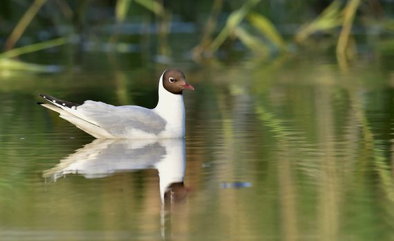 Black-headed Gull (Larus ridibundus) sitting down at the water. Gull and reflection