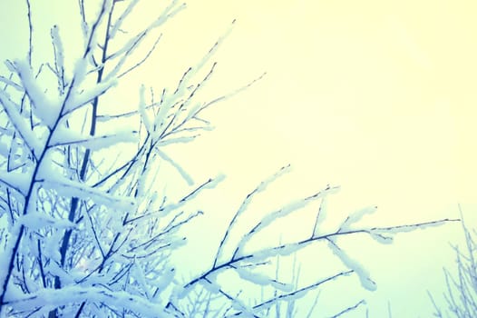 Snow and ice on branches. Winter time background.