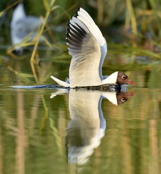 Black-headed Gull (Larus ridibundus) sitting down at the water. Gull and reflection