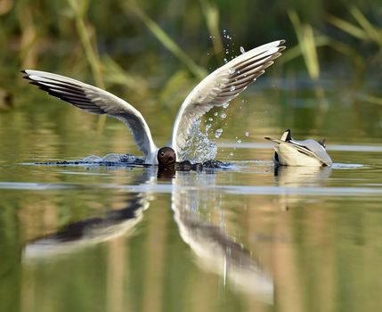 Black-headed Gull (Larus ridibundus) sitting down at the water. Gull and reflection