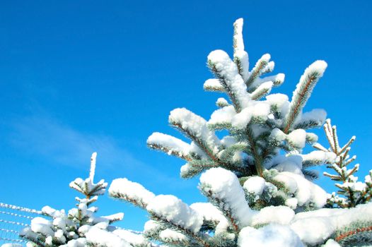 Snow and ice on spruce branches. Winter time.