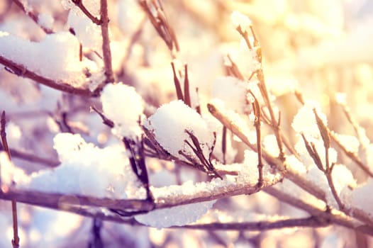 Snow and ice on branches. Winter time.