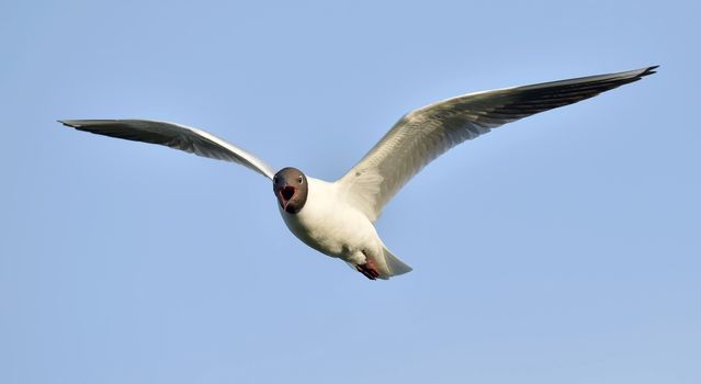 Black-headed Gull (Larus ridibundus) in flight on the sky background. Front