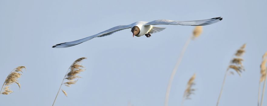 Black-headed Gull (Larus ridibundus) in flight on the sky background. Front