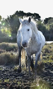 Portrait of the White Camargue Horse. in counterlight spoil