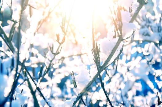 Snow and ice on branches. Winter time.