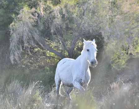 Portrait of the White Camargue Horse. Provance, France