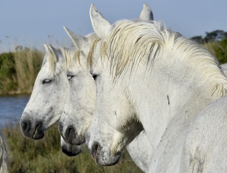 Portrait of the White Camargue Horse. Provance, France