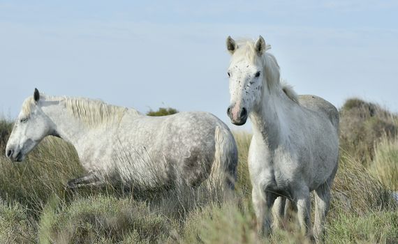 Portrait of the White Camargue Horse. Provance, France