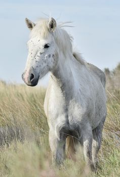 Portrait of the White Camargue Horse. Provance, France