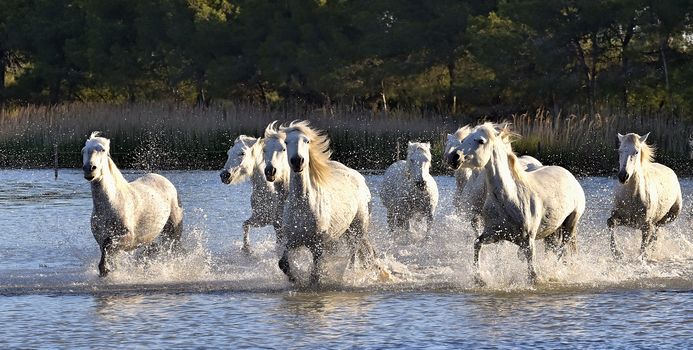 Herd of White Horses Running and splashing through water. Provance. France