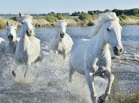 Herd of White Horses Running and splashing through water. Provance. France