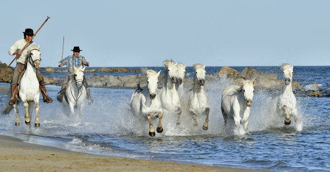 Herd of White Horses Running and splashing through water. Provance. France