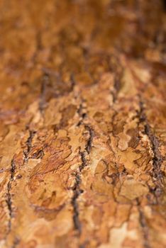 A macro shot of the texture of stained bark on a piece of wood cut from a log.