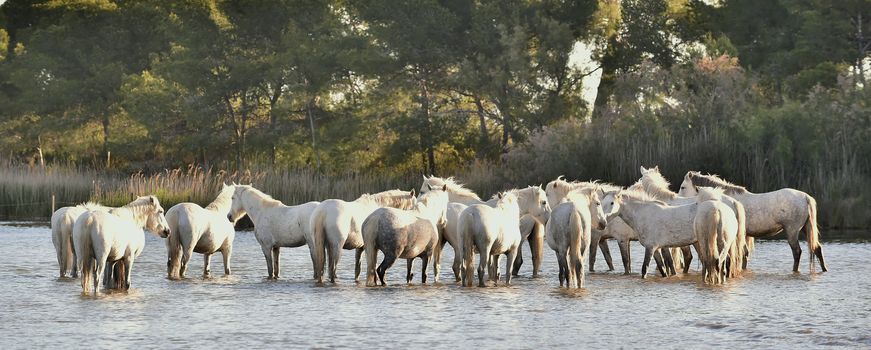 Herd of White Horses Running and splashing through water. Provance. France
