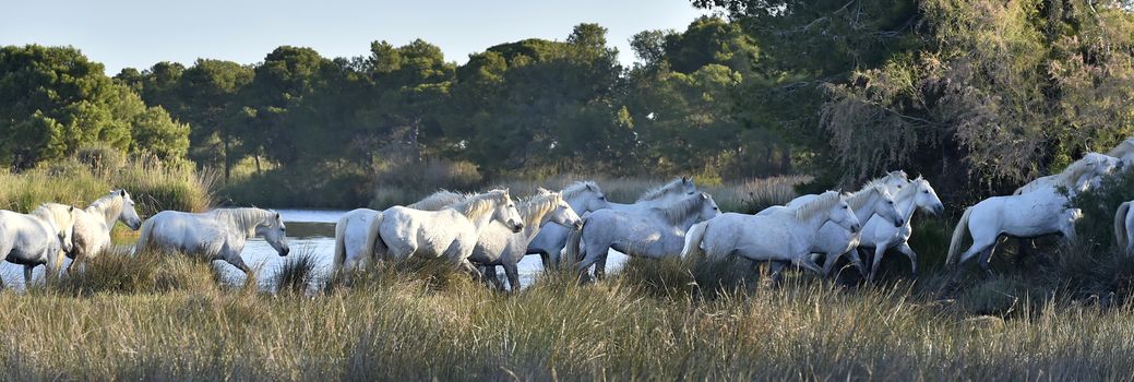 Herd of White Horses Running . Early morning at sunrise. France