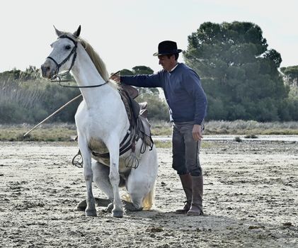 PROVENCE, FRANCE - MAY 07, 2015: Groom shows White Camargue Horse in the swamp nature reserve in Parc Regional de Camargue - Provence, France