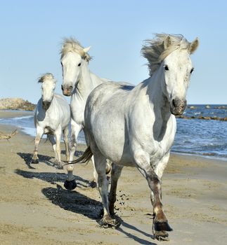 Portrait of the Running White Camargue Horses in Parc Regional de Camargue