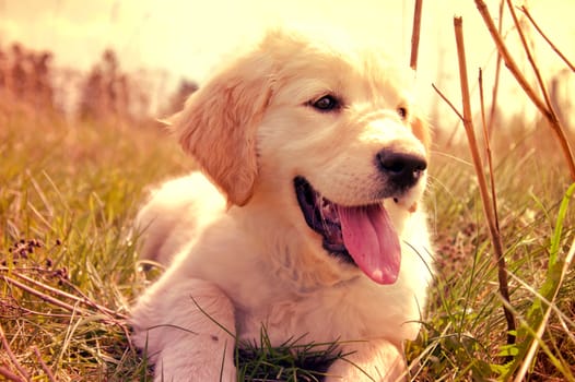 Cute golden retriever puppy lying on grass