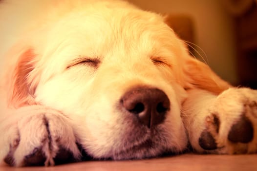 Cute golden retriever puppy taking a nap.