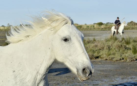 Portrait of the Running White Camargue Horses in Parc Regional de Camargue