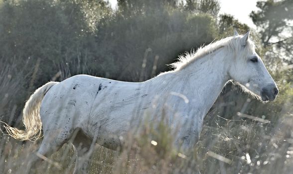 Portrait of the Running White Camargue Horses in Parc Regional de Camargue