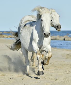 Portrait of the Running White Camargue Horses in Parc Regional de Camargue