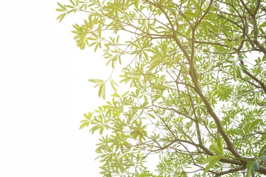 tree on white background, green leafs. flare light shine to the trees , feel pleasantly warm