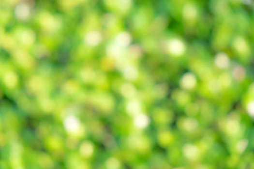 blurred nature green background from de-focus 