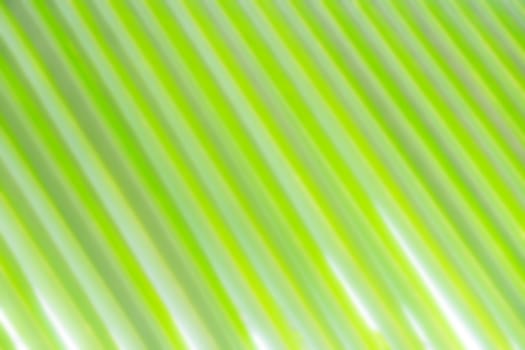 blurred closeup of coconute leaves, use for background, texture, wallpaper
